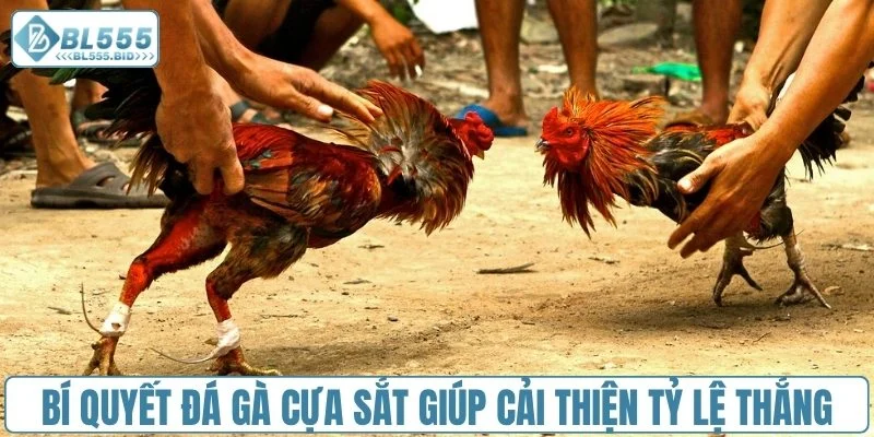 Bí quyết đá gà cựa sắt giúp cải thiện tỷ lệ thắng