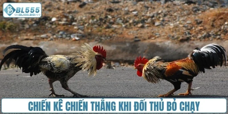 Chiến kê chiến thắng khi đối thủ bỏ chạy