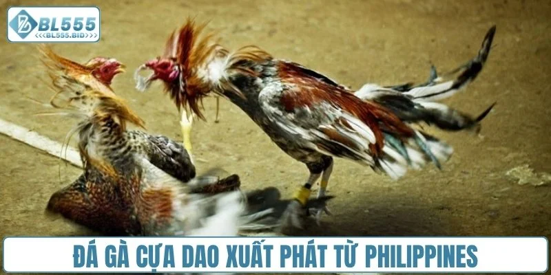 Đá gà cựa dao xuất phát từ Philippines