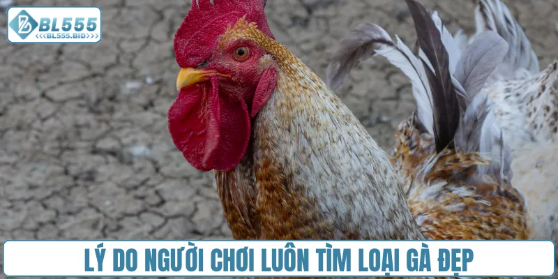 Lý do người chơi luôn tìm loại gà đẹp